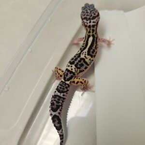 B260296 Gecko Mack Snow Eclipse Black Night Cross bahan panda B260296 Gecko Mack Snow Eclipse Black Night Cross bahan panda