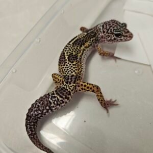 B260299 Gecko Mack Snow Black Night het RAPTOR ph Diablo Blanco B260299 Gecko Mack Snow Black Night het RAPTOR ph Diablo Blanco