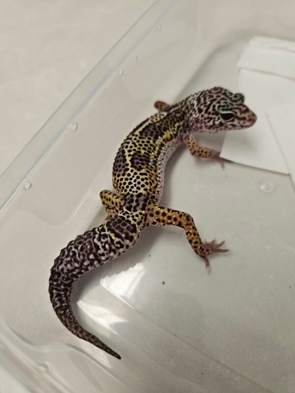 B260299 Gecko Mack Snow Black Night het RAPTOR ph Diablo Blanco B260299 Gecko Mack Snow Black Night het RAPTOR ph Diablo Blanco