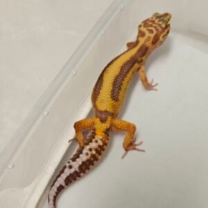 B260303 Gecko Tremper Bold Stripe betina B260303 Gecko Tremper Bold Stripe betina