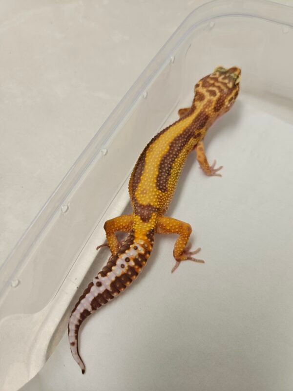 B260303 Gecko Tremper Bold Stripe betina B260303 Gecko Tremper Bold Stripe betina