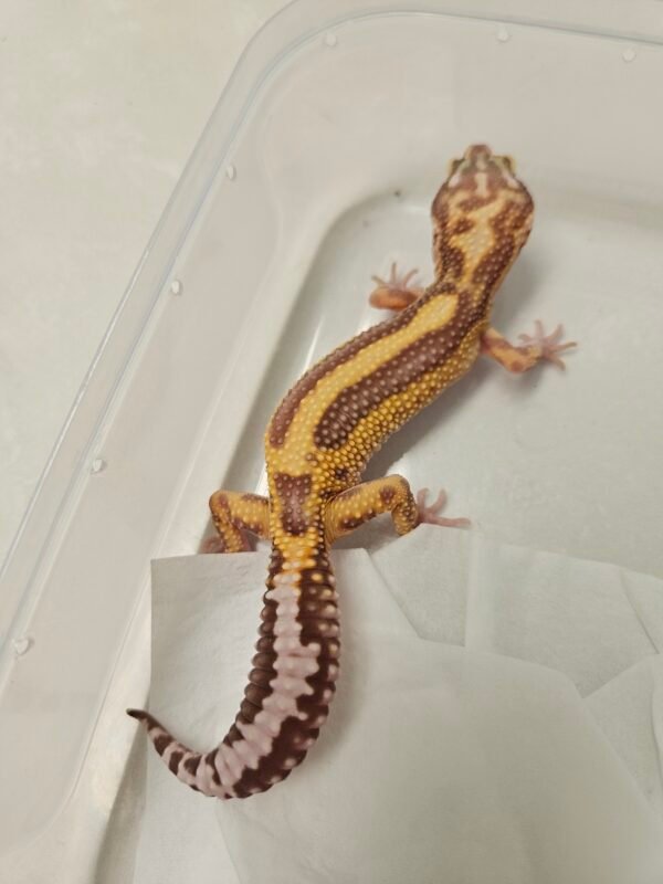 B260304 Tremper Bold Stripe leopard gecko big body