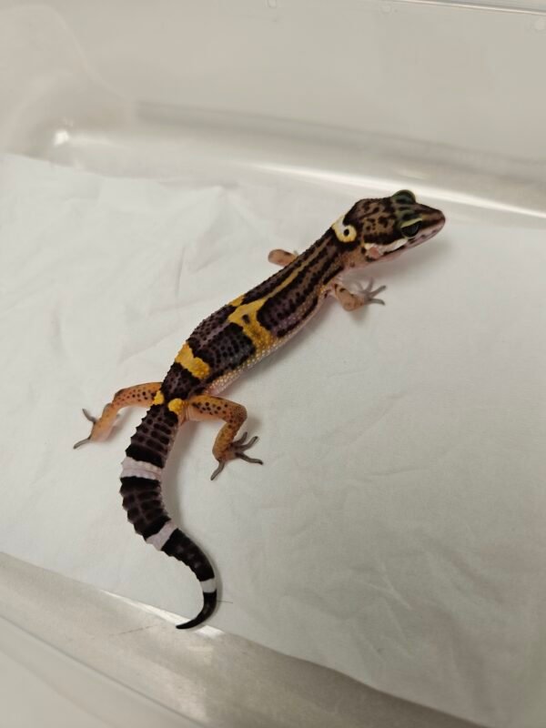 B260308 Gecko Black Night ph Tremper betina B260308 Gecko Black Night ph Tremper betina