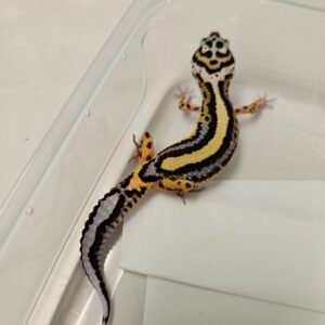 B260311 Gecko Bold Stripe ph Tremper bahan kontes