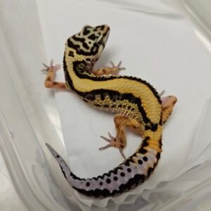 B260314 Gecko Bold Stripe het Tremper betina