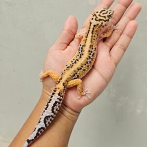 B260317 Gecko Tangerine Bold Stripe het Tremper ph RAPTOR Jantan B260317 Gecko Tangerine Bold Stripe het Tremper ph RAPTOR Jantan