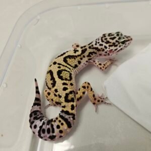 B260324 Gecko Bold Jungle het Tremper betina B260324 Gecko Bold Jungle het Tremper betina