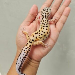 B260326 Gecko White & Yellow Jungle het Tremper Betina