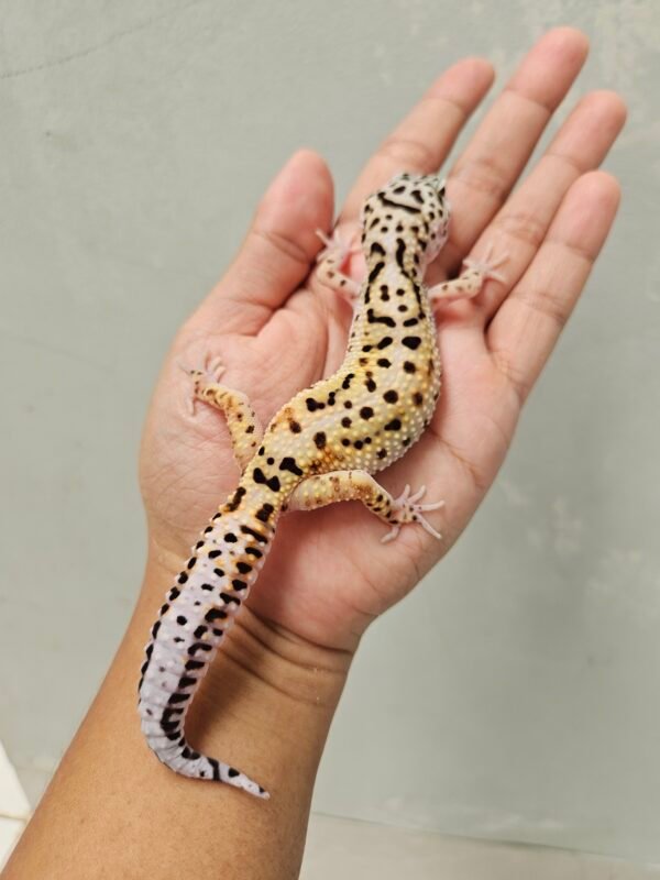 B260326 Gecko White & Yellow Jungle het Tremper Betina B260326 Gecko White & Yellow Jungle het Tremper Betina