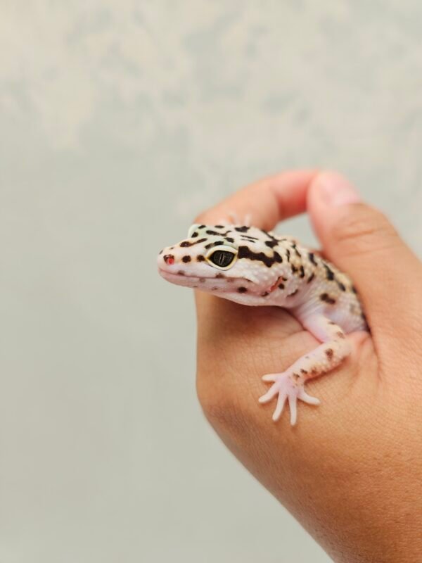 B260326 Mata Gecko White & Yellow Jungle het Tremper Betina B260326 Mata Gecko White & Yellow Jungle het Tremper Betina