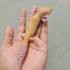 B260328 Leopard Gecko White & Yellow RAPTOR Glow Betina B260328 Leopard Gecko White & Yellow RAPTOR Glow Betina