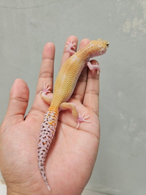 B260328 Leopard Gecko White & Yellow RAPTOR Glow Betina B260328 Leopard Gecko White & Yellow RAPTOR Glow Betina