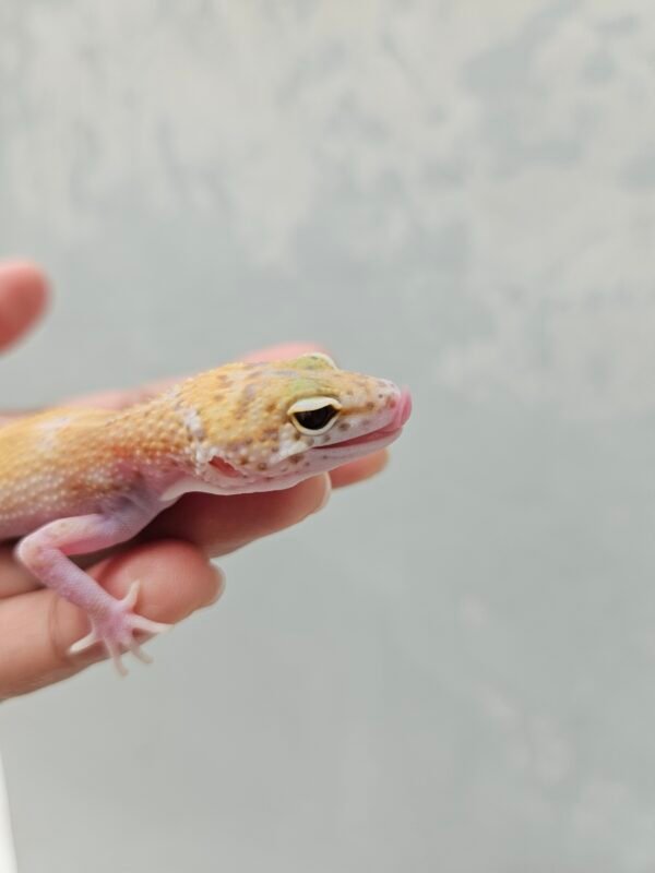 B260328 Mata Gecko White & Yellow RAPTOR Glow Betina B260328 Mata Gecko White & Yellow RAPTOR Glow Betina