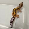 B260335 Tangerine Stripe het Tremper - Betina - B260335