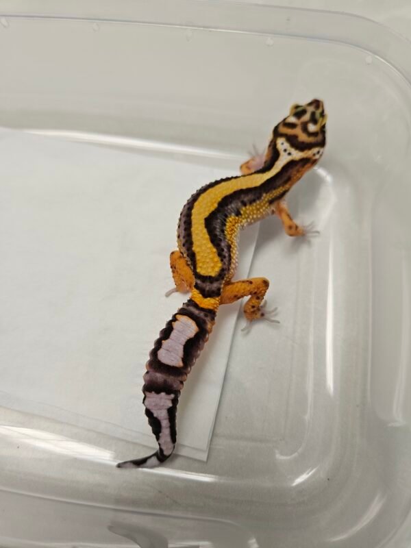 B260335 Tangerine Stripe het Tremper - Betina - B260335