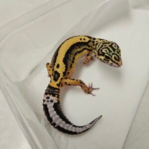 Bold Stripe het Tremper - Betina - B260336 - Nice Pattern