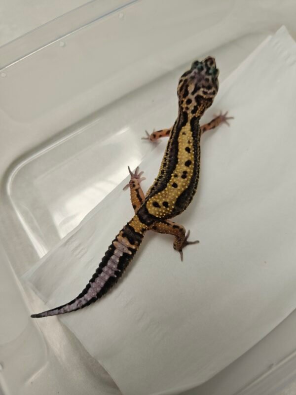 B260338 Stripe het Tremper - Betina - B260338