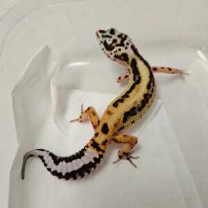 Stripe ph Tremper - Betina - B260340
