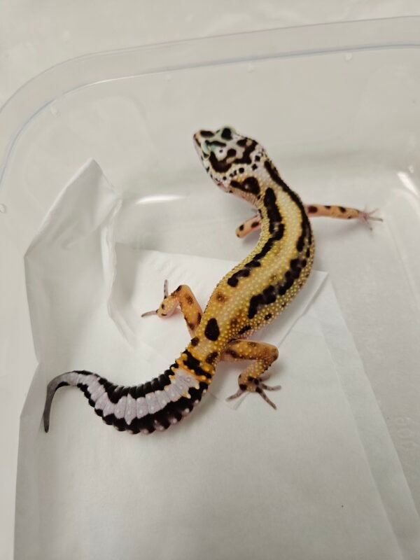 B260340 Stripe ph Tremper - Betina - B260340