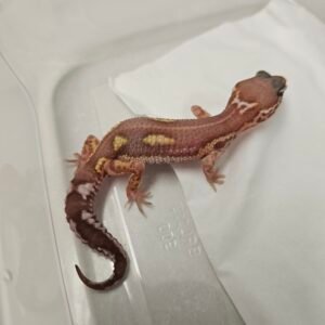 Black Night MS RAPTOR Reverse Stripe - Betina - B260341