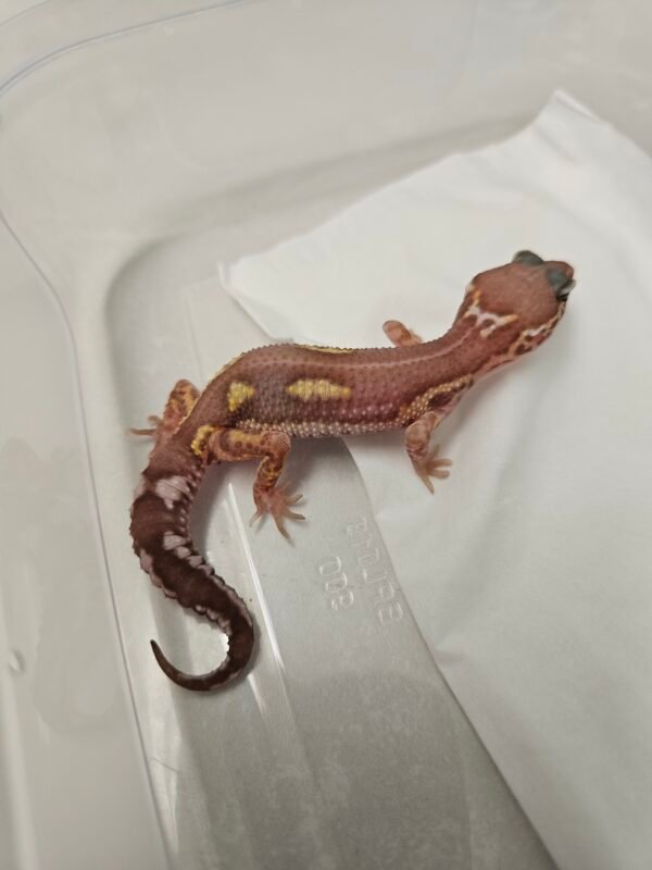 Black Night MS RAPTOR Reverse Stripe - Betina - B260341