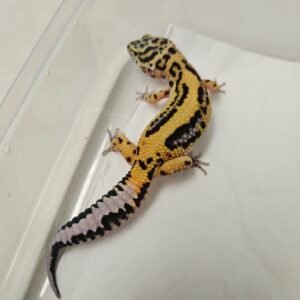 Tangerine Bold Stripe het Tremper - Betina - B260342 - Bahan Kontes