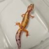 B260347 White And Yellow Tremper Stripe ph Eclipse - Betina - B260347
