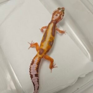 White And Yellow Tremper Stripe ph Eclipse - Betina - B260347