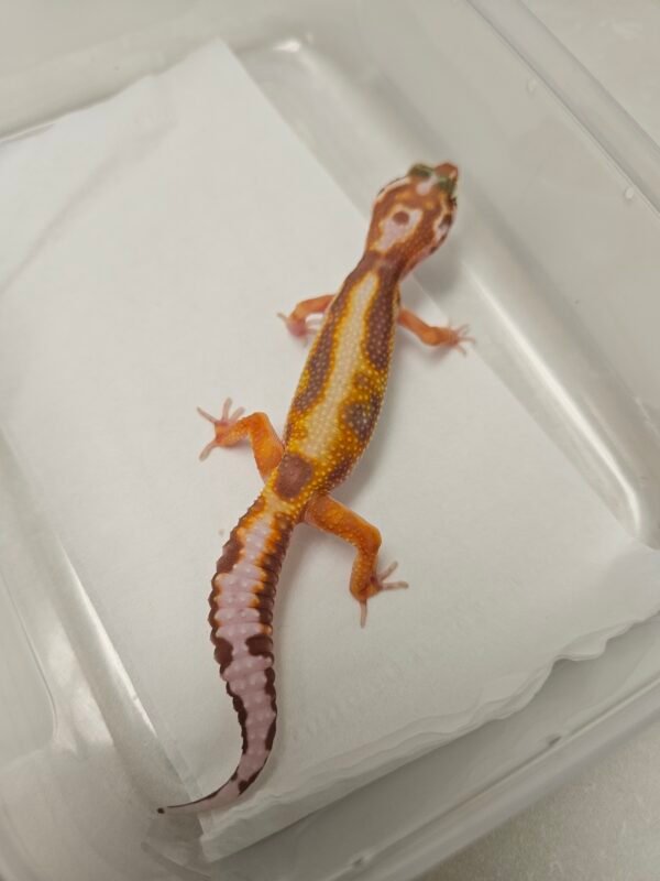 B260347 White And Yellow Tremper Stripe ph Eclipse - Betina - B260347