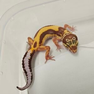 Tremper Bold Stripe Bandit Line - Betina - B260349