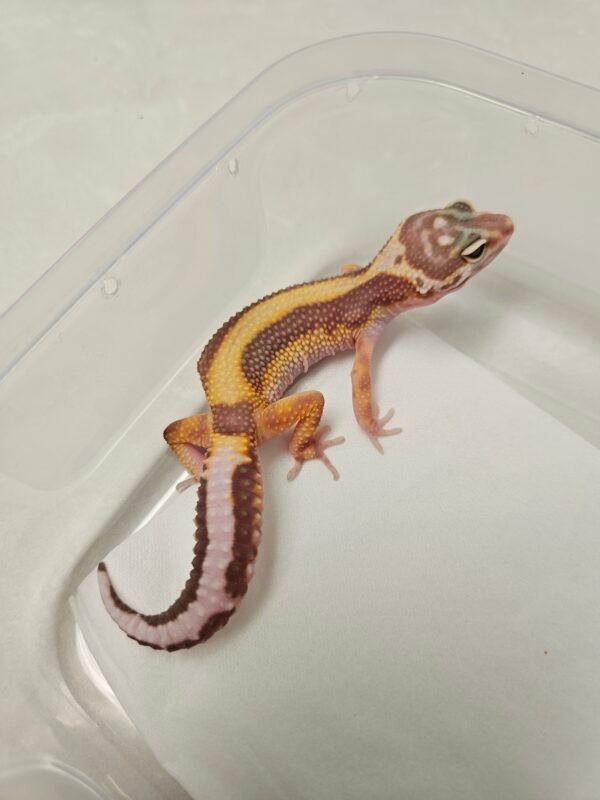 B260351 Tremper Bold Stripe - Betina - B260351