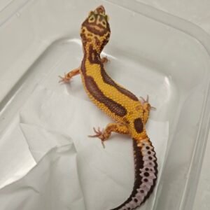 Tremper Bold Stripe - Betina - B260353