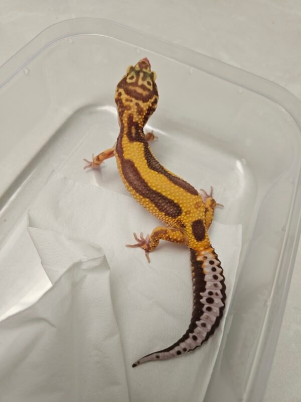 B260353 Tremper Bold Stripe - Betina - B260353