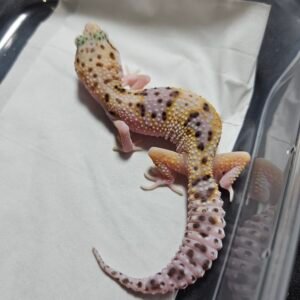 B260355 Gecko Eclipse het RAPTOR betina