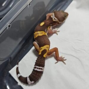 B260356 Leopard Gecko Chocolate het RAPTOR male B260356 Leopard Gecko Chocolate het RAPTOR male