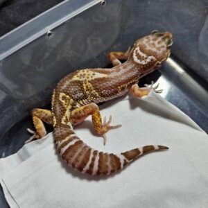 B260366 Leopard Gecko Mack Snow Tremper Black Night female