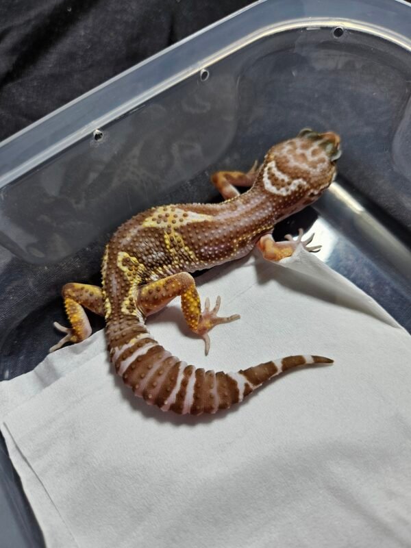 B260366 Leopard Gecko Mack Snow Tremper Black Night female B260366 Leopard Gecko Mack Snow Tremper Black Night female