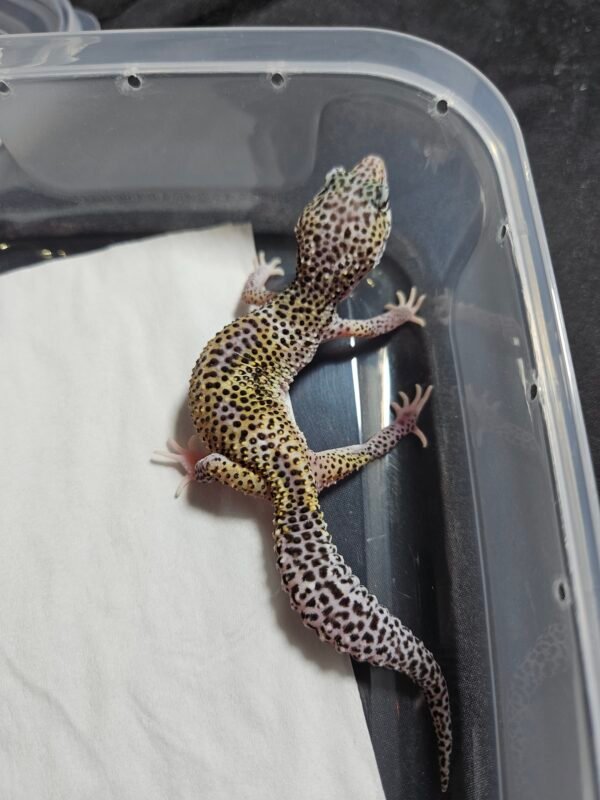 B260368 Gecko Mack Snow Eclipse BNC het Blizzard ph Diablo Blanco B260368 Gecko Mack Snow Eclipse BNC het Blizzard ph Diablo Blanco