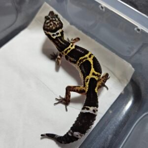 B260370 Gecko Black Night het Bell Albino female