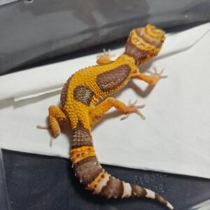 B260371 Gecko Tangerine Albino Jungle nice color female