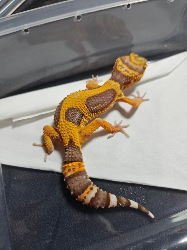 B260371 Gecko Tangerine Albino Jungle nice color female B260371 Gecko Tangerine Albino Jungle nice color female