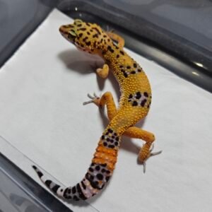 B260372 Gecko Tangerine Black Night Cross female