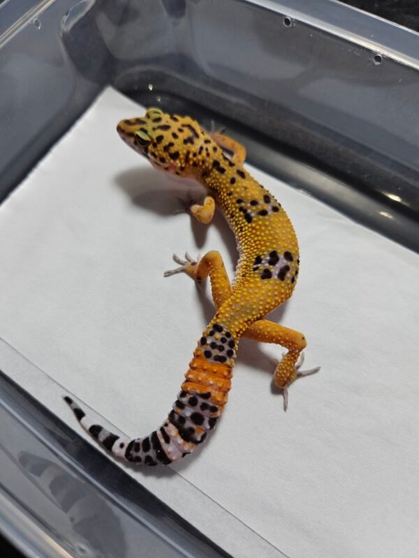 B260372 Gecko Tangerine Black Night Cross female B260372 Gecko Tangerine Black Night Cross female