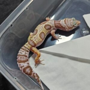 B260374 Gecko Phantom Bold Jungle betina