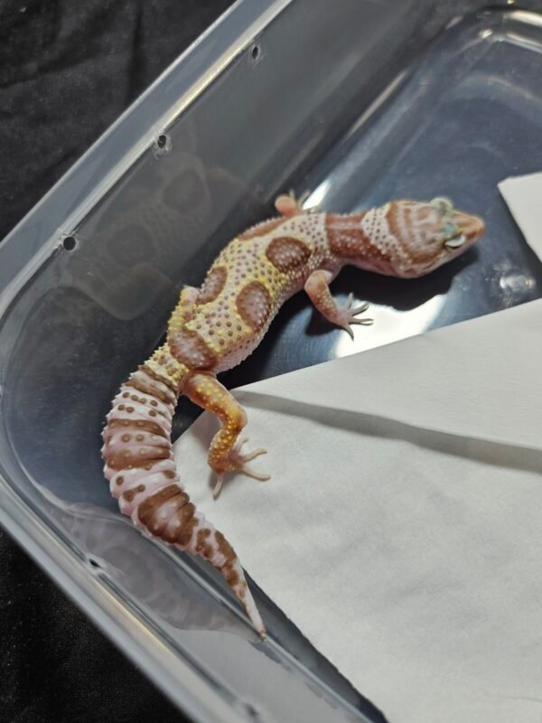 B260374 Gecko Phantom Bold Jungle betina B260374 Gecko Phantom Bold Jungle betina