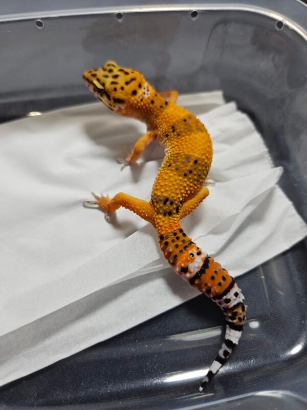 B260376 Gecko Emerine Cross het Tremper ph RAPTOR female B260376 Gecko Emerine Cross het Tremper ph RAPTOR female