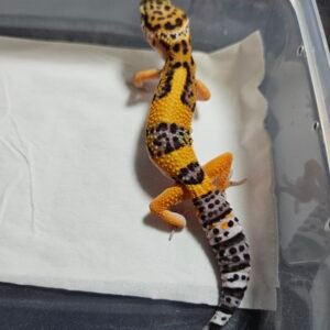 B260378 Gecko Tangerine het Tremper female