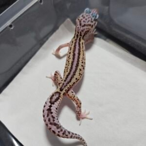 B260379 Gecko Ulet Bambu het RAPTOR jantan rare B260379 Gecko Ulet Bambu het RAPTOR jantan rare