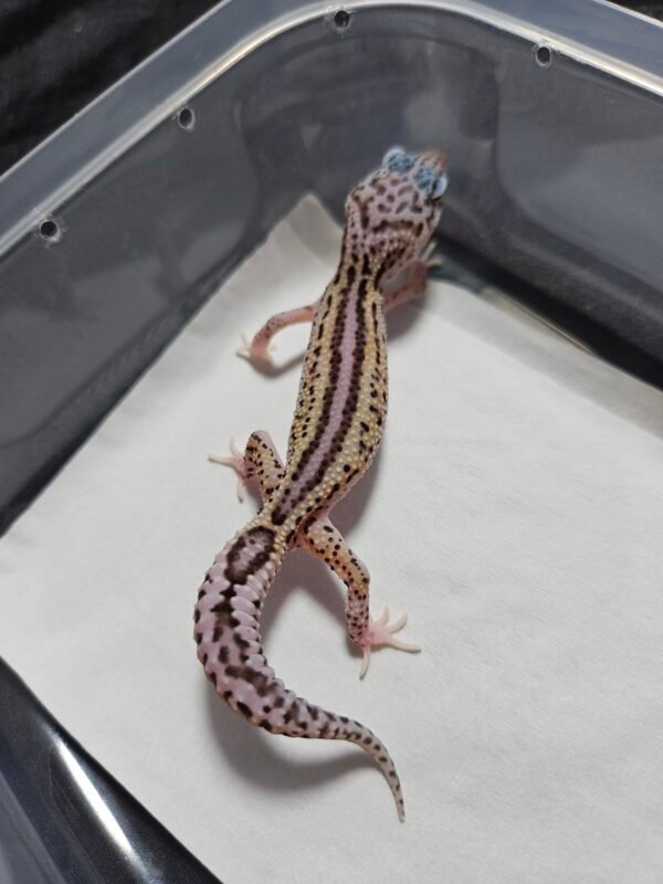 B260379 Gecko Ulet Bambu het RAPTOR jantan rare B260379 Gecko Ulet Bambu het RAPTOR jantan rare