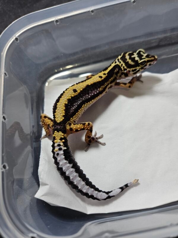 B260381 Gecko Bold Stripe minus bahan bagus female